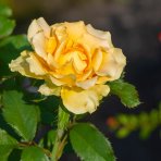 Ruža banksova (Rosa Banksiae) ´LUTEA´ - výška 70-90 cm, kont. C3L 